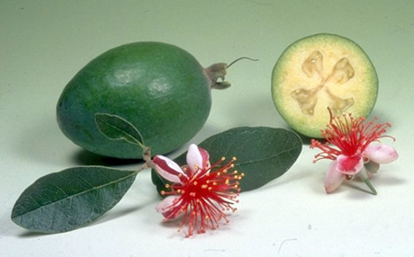 feijoa